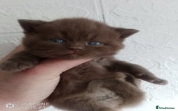 British Shorthair cats for sale: Cinnamon & Chocolate Teddy bear BSH - Image 5