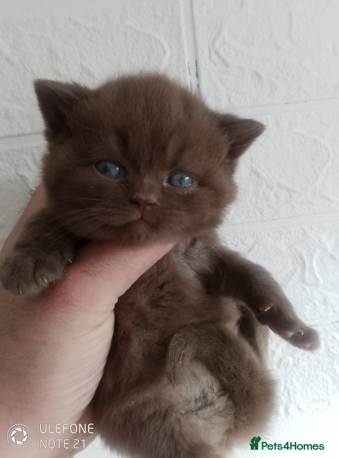 British Shorthair cats for sale: Cinnamon & Chocolate Teddy bear BSH - Image 5