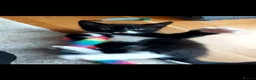 Mixed Breed cats for sale: 3 cute kittens for loving home - Advert 7