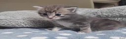 Domestic Shorthair cats for sale: kittens - Advert 4