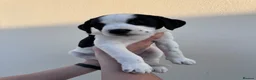Mixed Breed dogs for sale: Labrador X Whippet Lurcher Puppies 🐶 - Advert 14