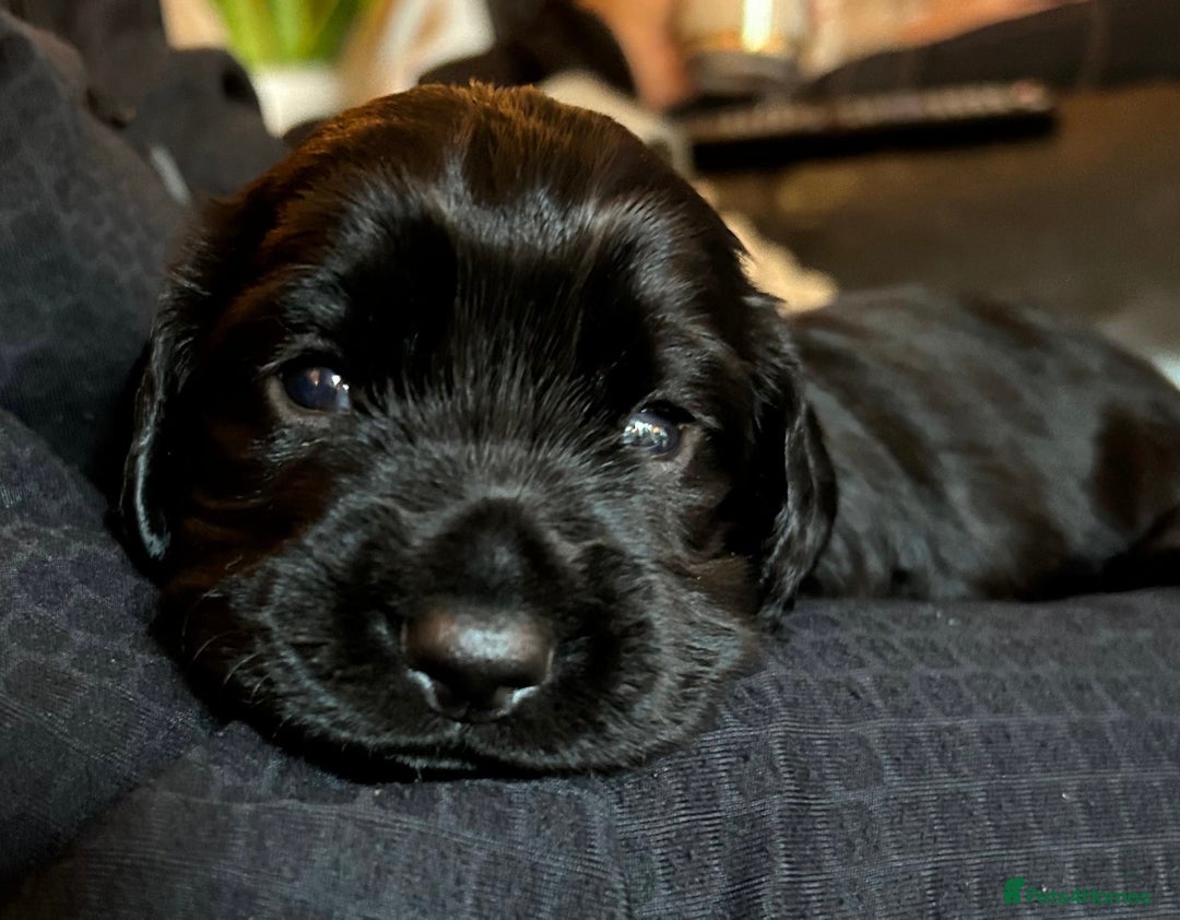 Cocker Spaniel dogs for sale: Black Male KC Working cocker - Image 4