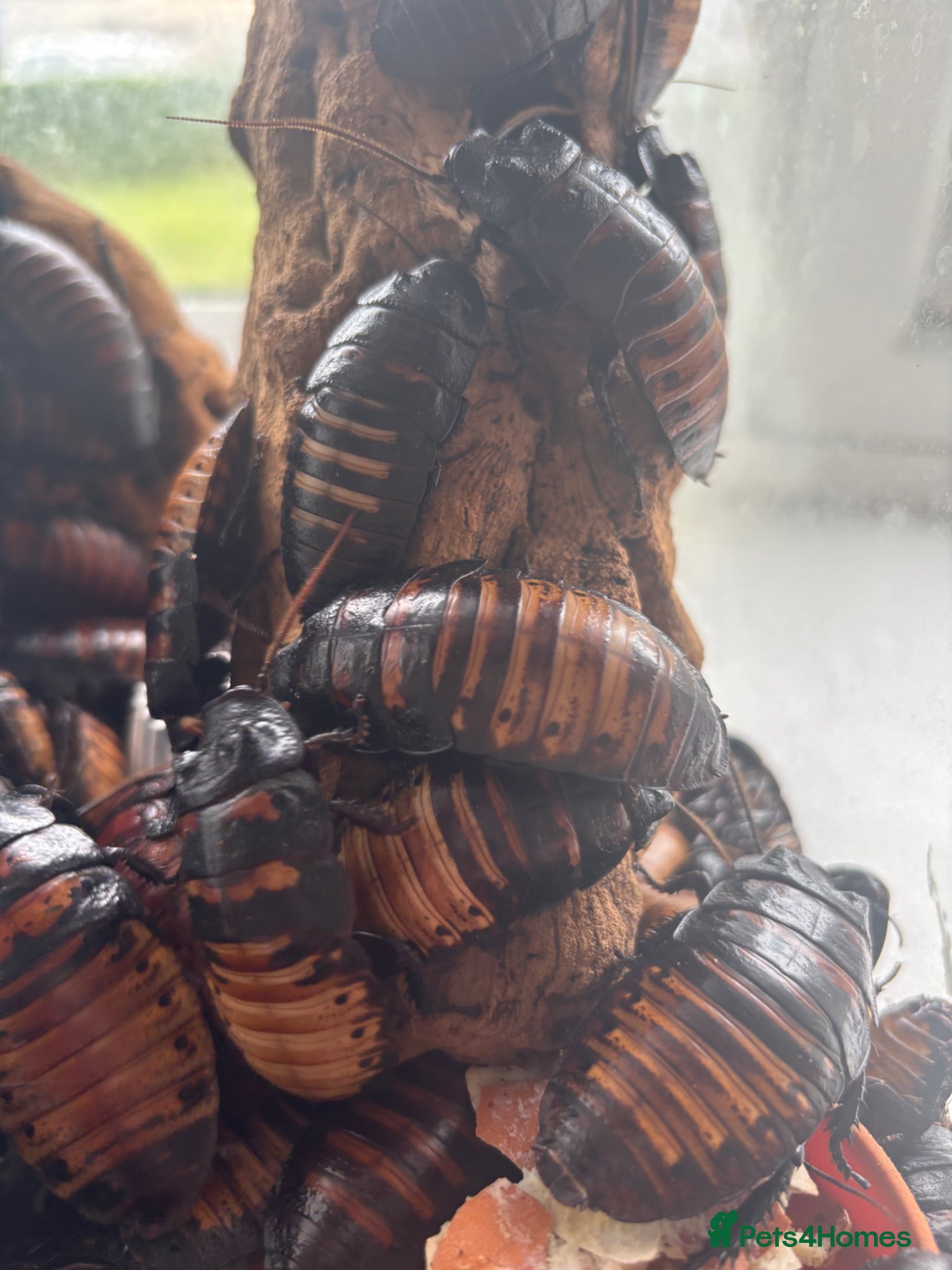 Cockroaches invertebrates for sale: Madagascan Hissing Cockroaches  in Birmingham - Advert 3