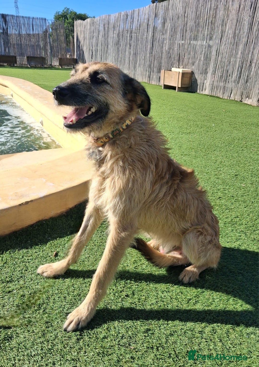 Mixed Breed dogs for adoption: Urgent Home For Kiro - Advert 2