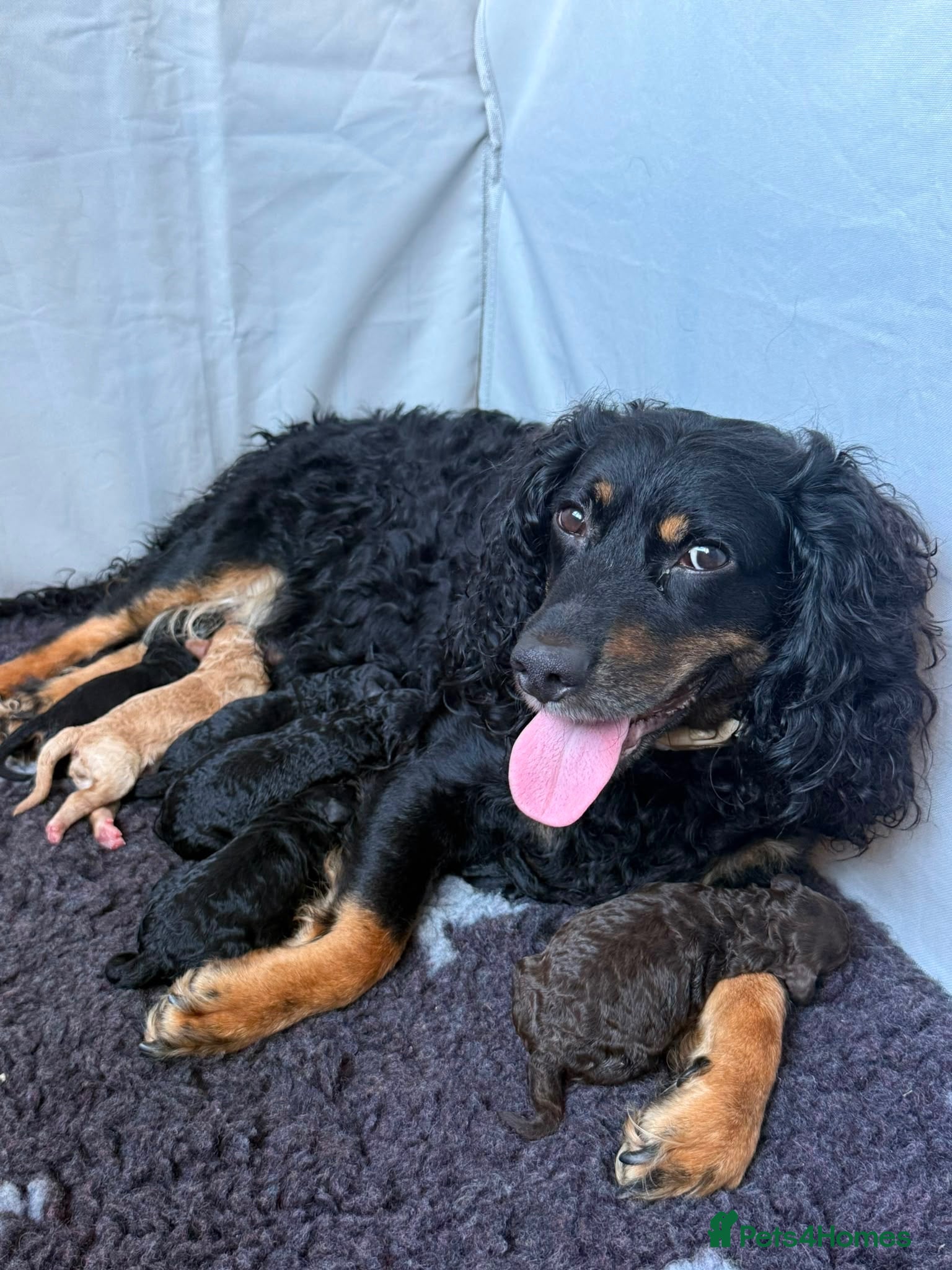 Cockapoo dogs Stunning cockapoo/toy poodle puppies  - Advert 1