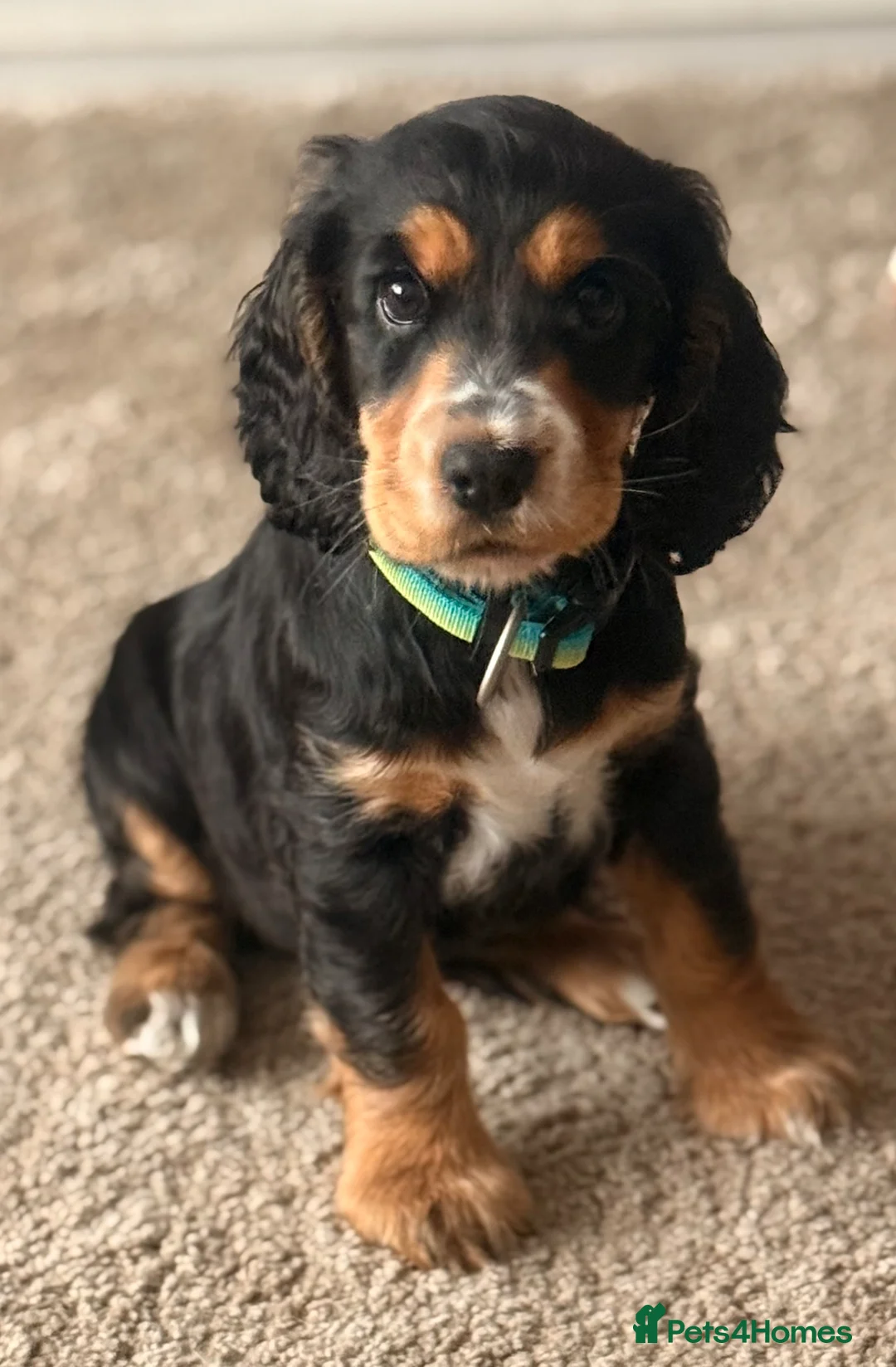 Cocker Spaniel dogs for sale: Poppy is for Sale  - Advert 4