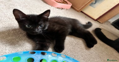 Mixed Breed cats - Advert 3