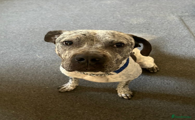 American Bulldog dogs - Advert 1