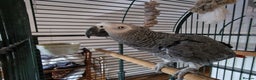 Parrots birds for sale: Beloved Oscar for new home - Advert 2