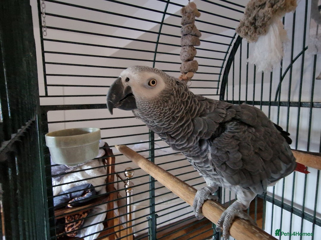 Parrots birds for sale: Beloved Oscar for new home - Advert 2