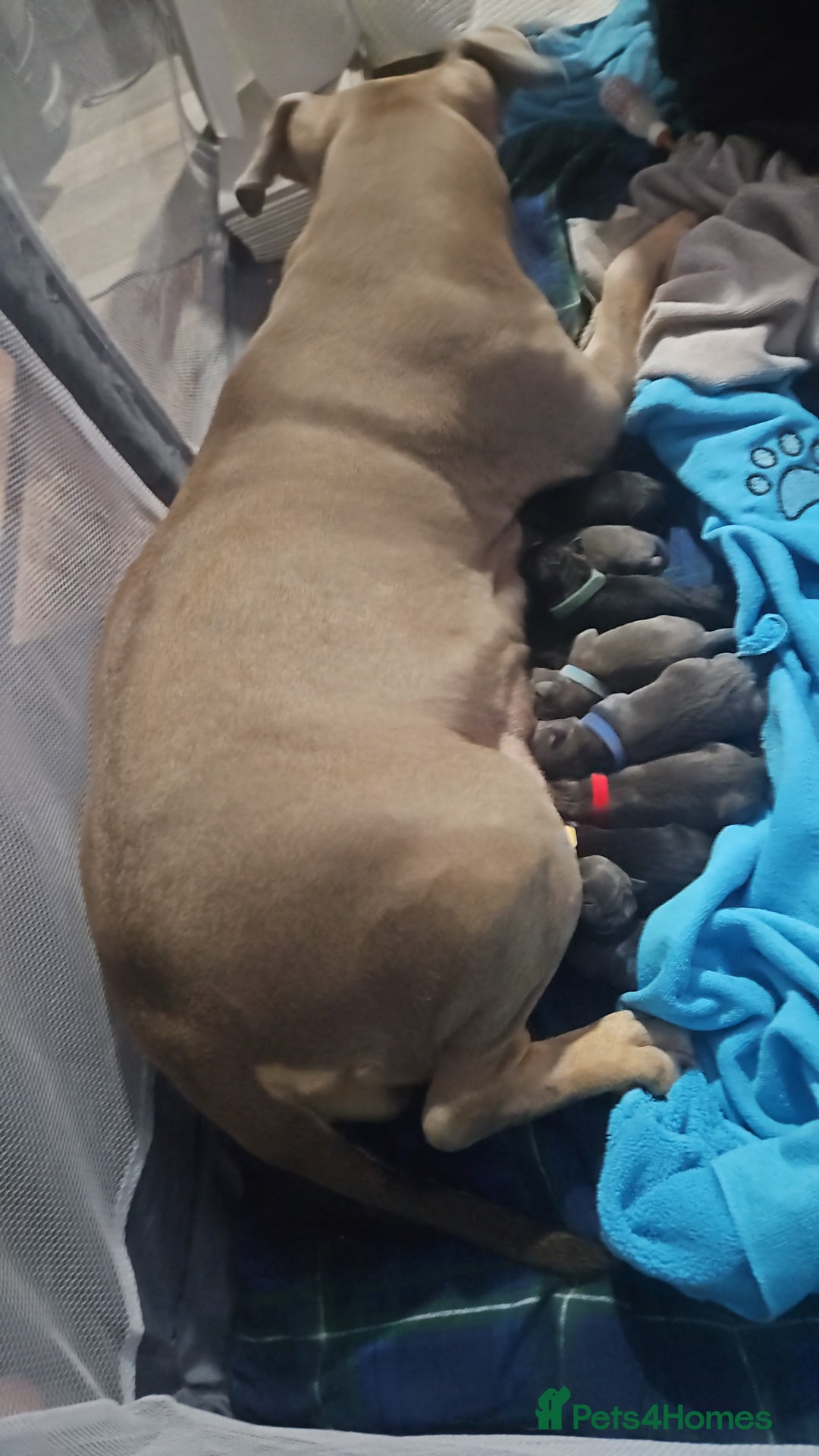 Mixed Breed dogs for sale: AMERICAN BULLY X LABRADOR - Image 8