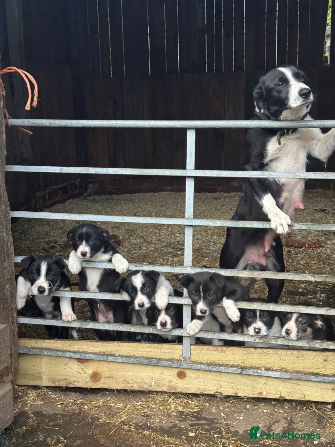 Smooth Collie dogs for sale: ISDS registered Collie Pups in Rossendale - Advert 1