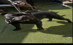 Staffordshire Bull Terrier dogs for stud: Stud dutys only has been proven - Image 1
