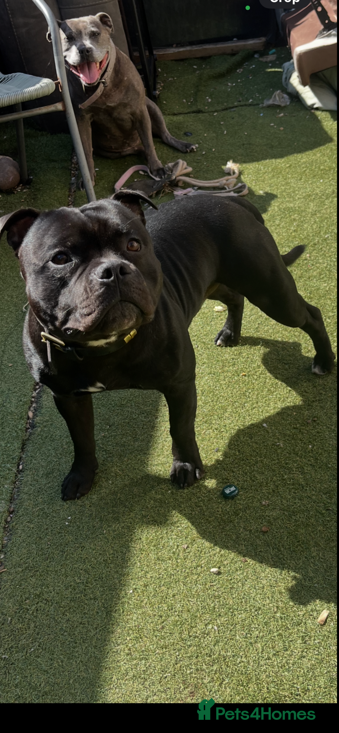 Staffordshire Bull Terrier dogs for stud: Stud dutys only has been proven - Image 1