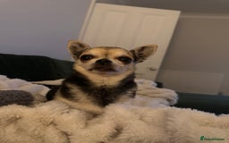 Chihuahua dogs for sale: Buddy the chihuahua looking for loving home - Image 8