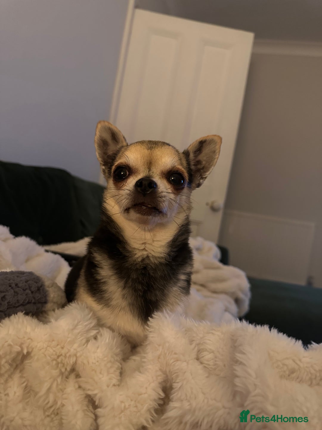 Chihuahua dogs for sale: Buddy the chihuahua looking for loving home - Image 8
