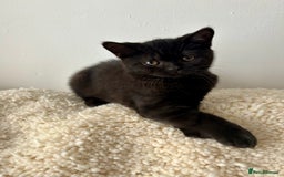 British Shorthair cats for sale: Ready to go pure breed British shorthair kittens - Image 13