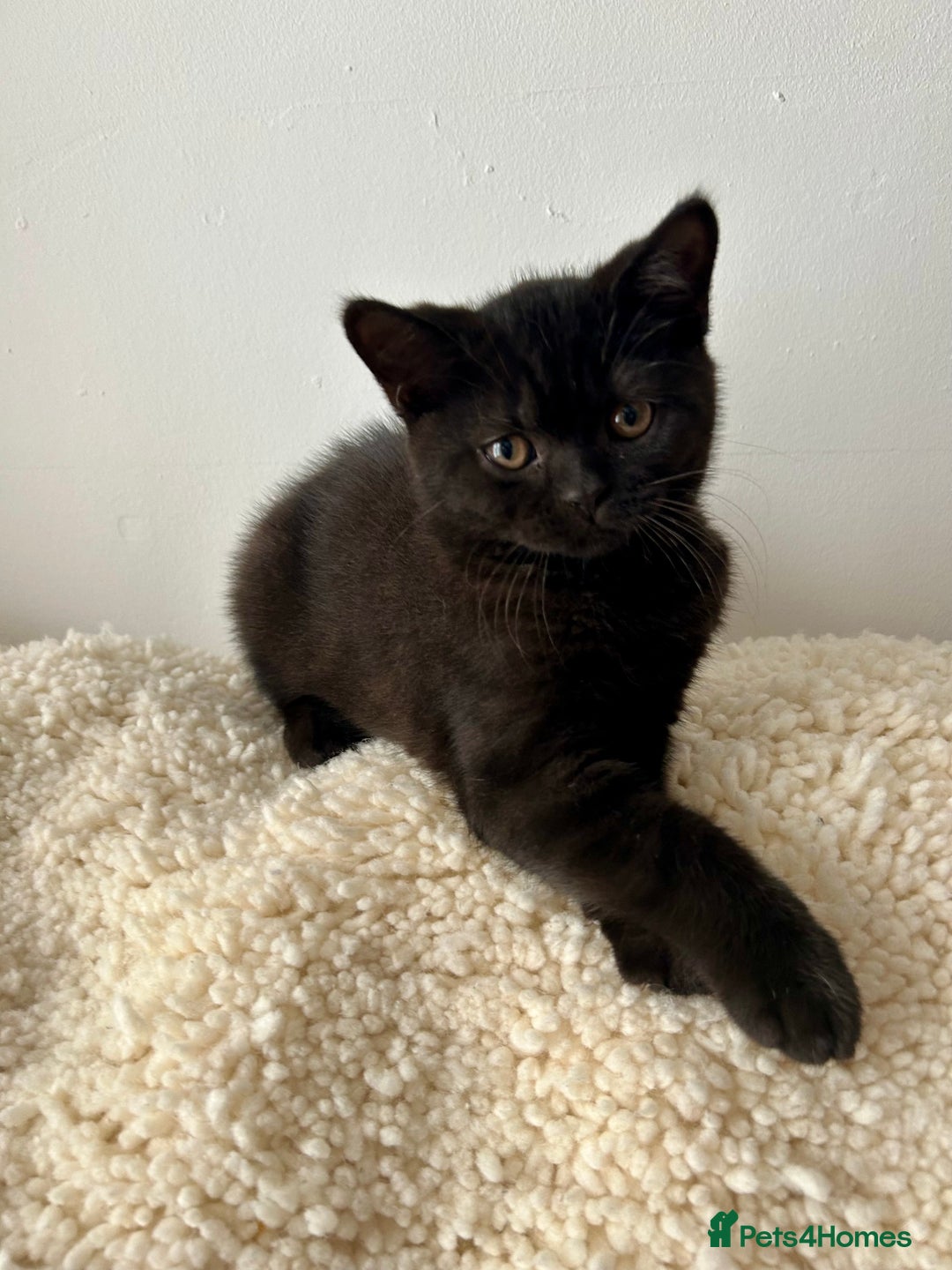 British Shorthair cats for sale: Ready to go pure breed British shorthair kittens - Image 13