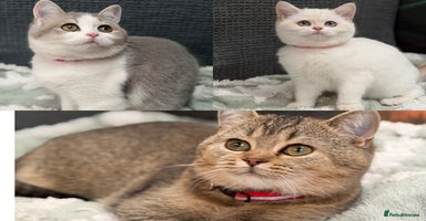 British Shorthair cats - Advert 3