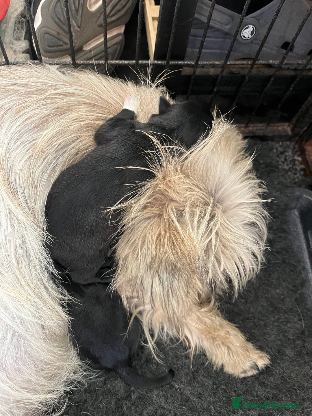 Mixed Breed dogs for sale: Gorgeous CairnJacks - Image 14