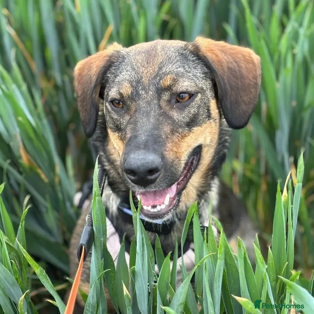 Mixed Breed dogs for adoption: Misty (Shepherd/Hound mix) in Bushey - Advert 2