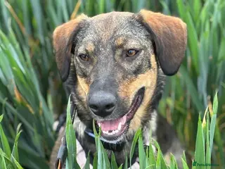 Mixed Breed dogs Misty (Shepherd/Hound mix) - Advert 2