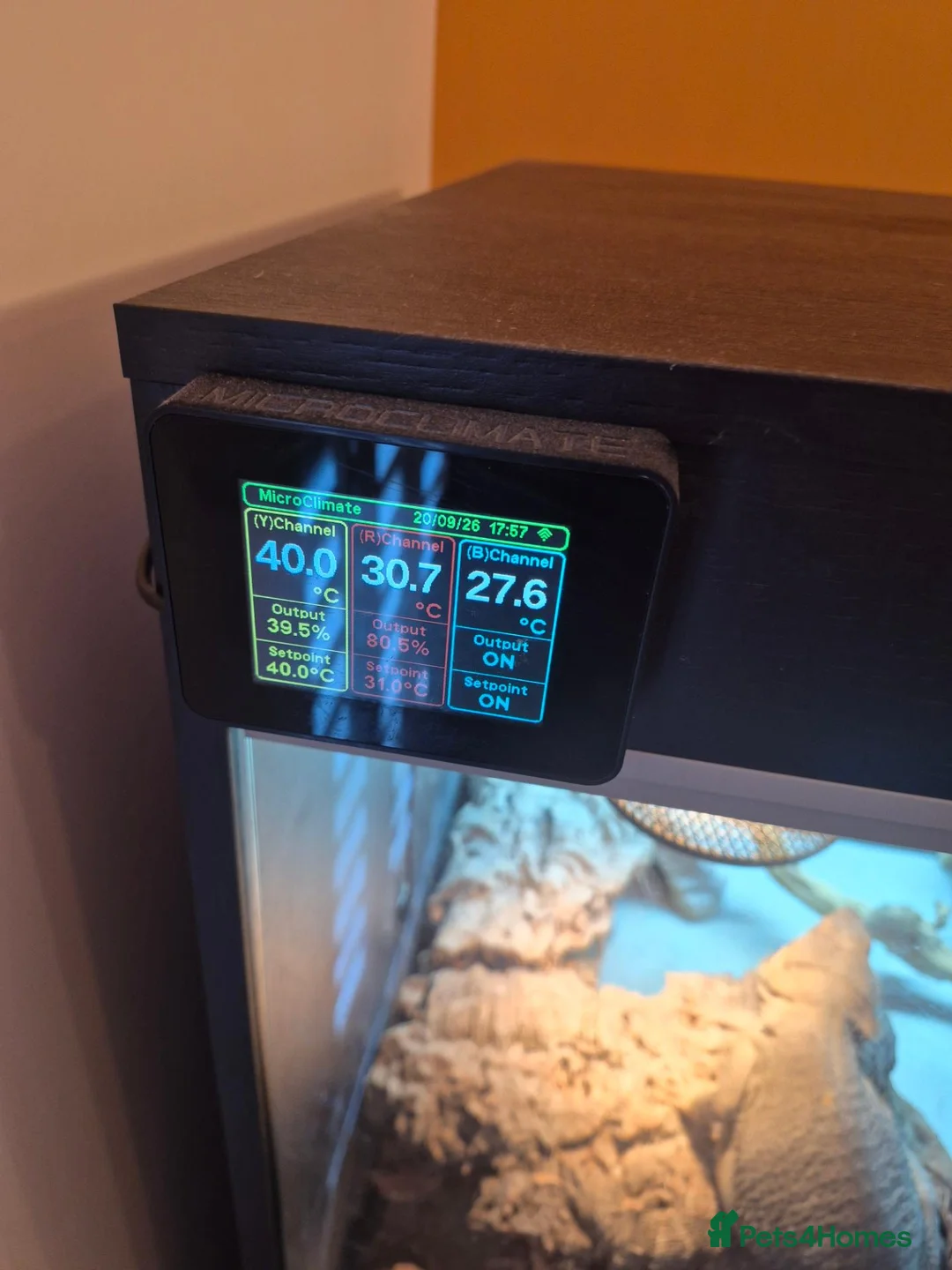 Bearded Dragon reptiles for sale: Hypo Trans Zero bearded dragon + full set up in Winchester - Advert 8