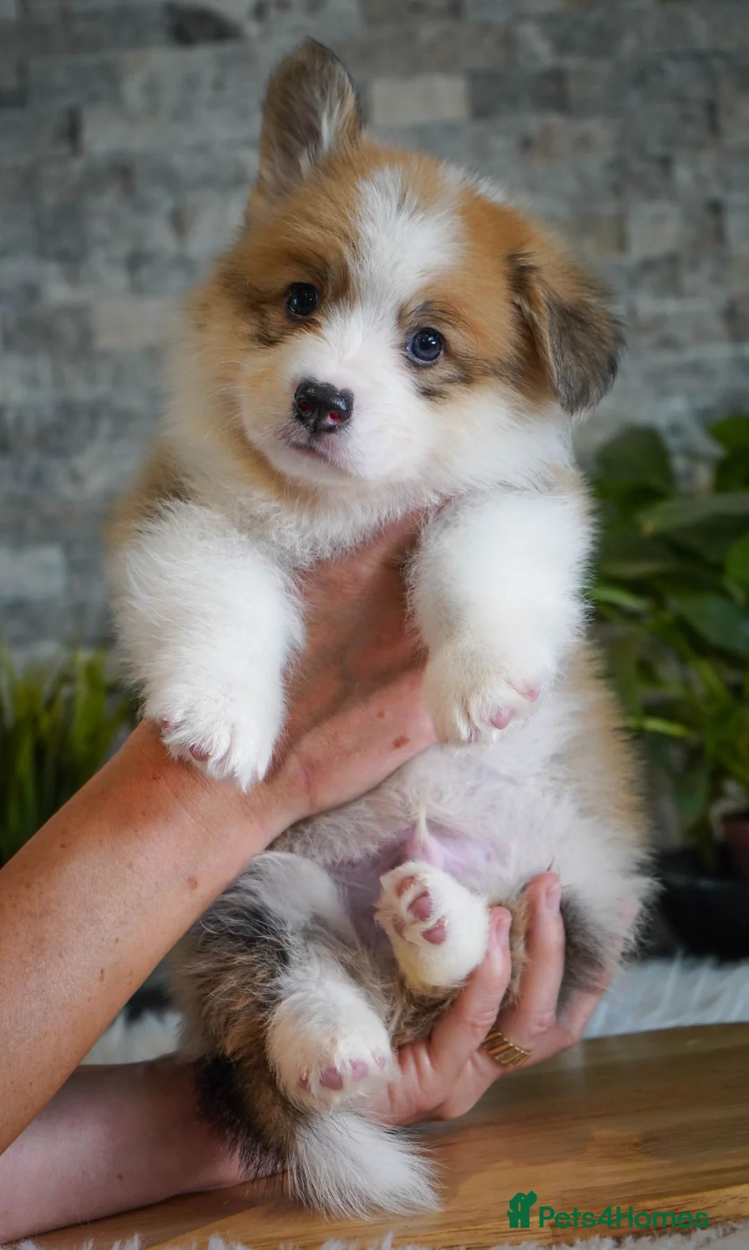 Welsh Corgi Pembroke dogs for sale: KC registered Welsh Corgi Pembroke - Advert 2