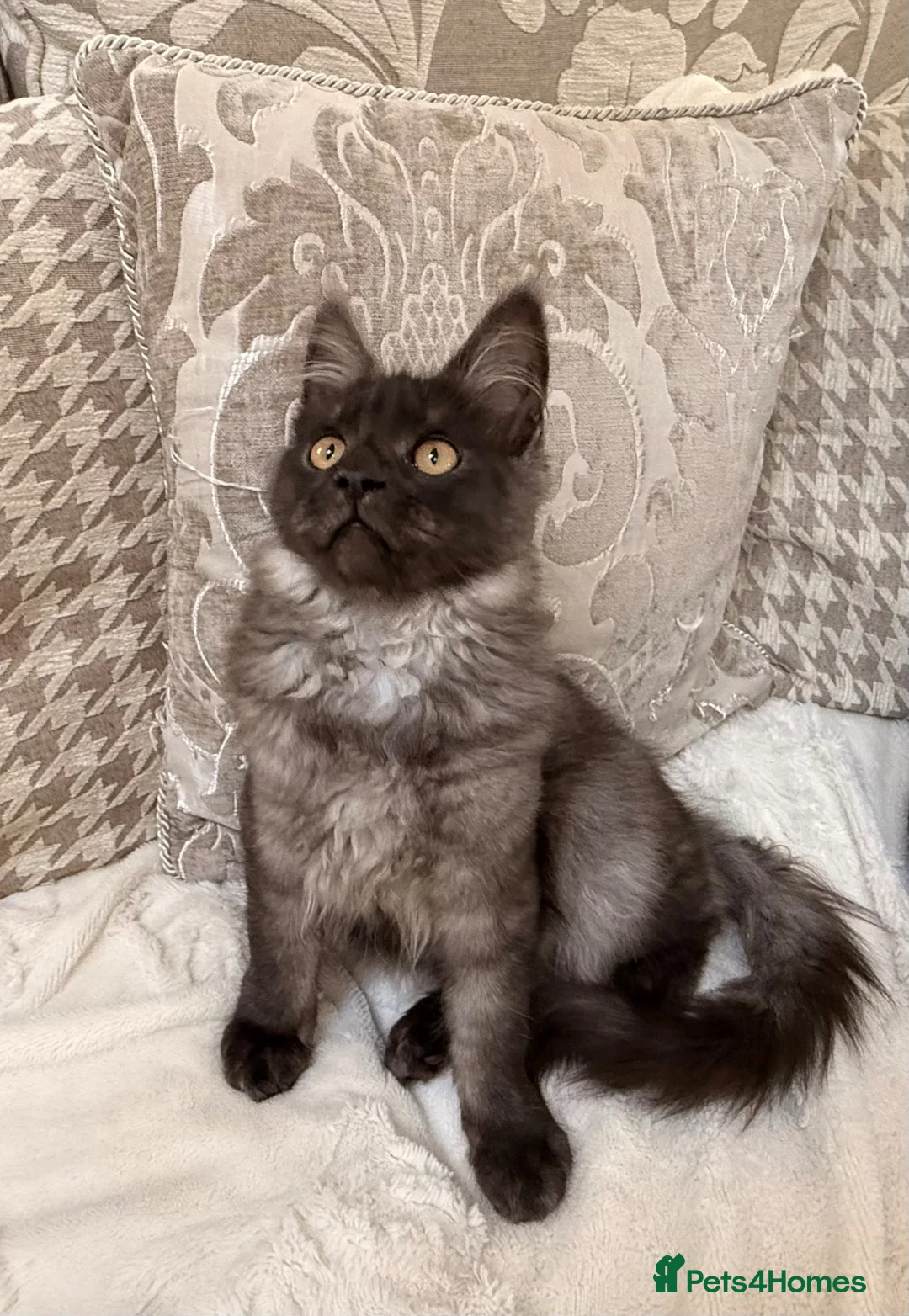 Maine Coon cats for sale: Tica registered black smoke maine coon kittens - Advert 2