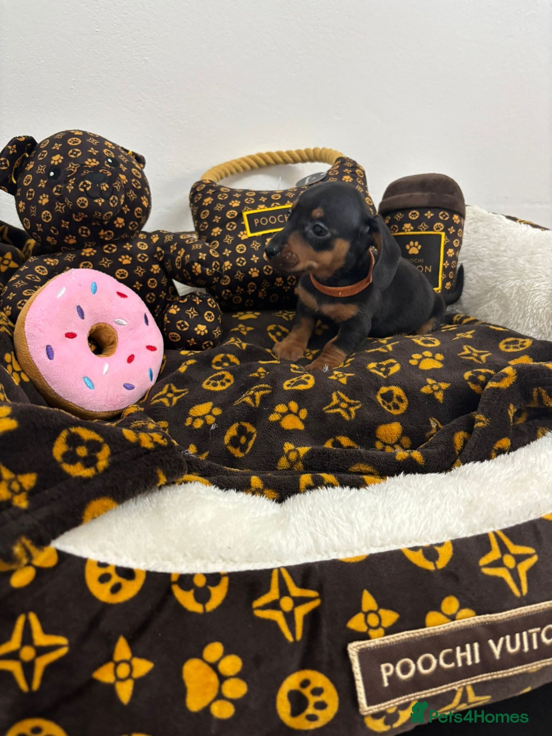 Miniature Dachshund dogs for sale: beautiful miniature dachshund puppies available  - Advert 9