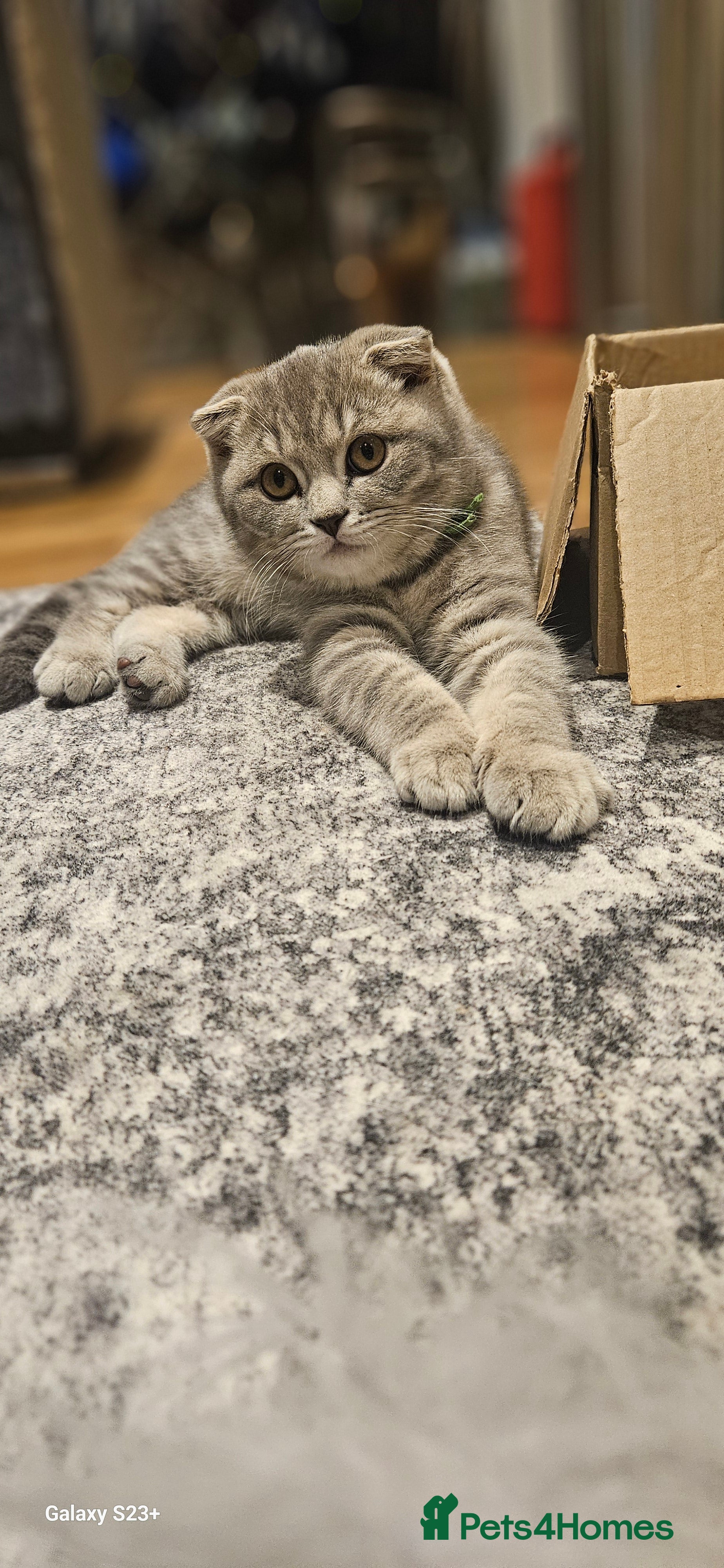 Scottish Fold cats 🥳PRICE REDUCED! 🥳CUTE PEDIGREE KITTENS!!!🤩  - Advert 1
