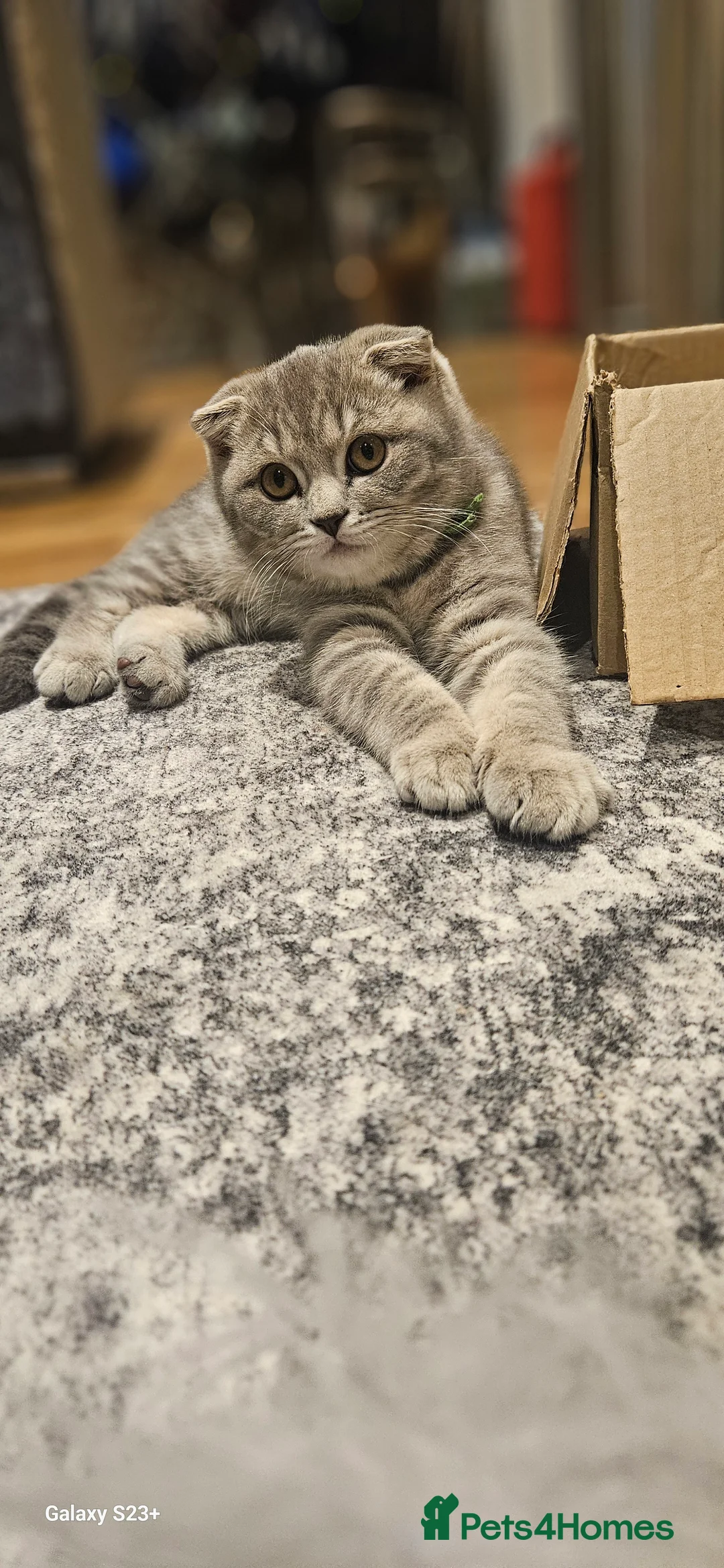 Scottish Fold cats for sale: 🥳PRICE REDUCED! 🥳CUTE PEDIGREE KITTENS!!!🤩  - Advert 1