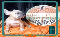 French Bulldog dogs for sale: Hello Pumpkin KC Frenchie Bulldogs A* Ready Soon! - Image 9