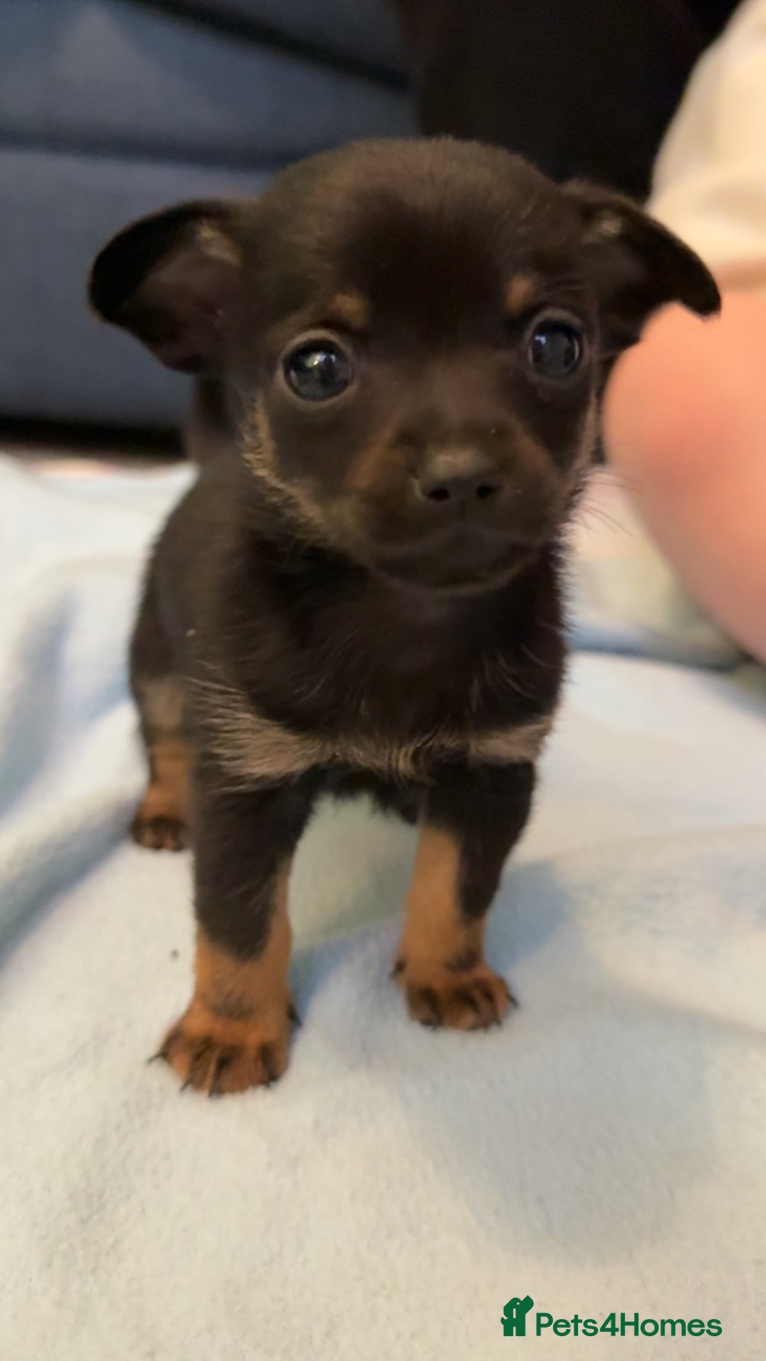 Mixed Breed dogs for sale: Doxipoo puppy  - Advert 1