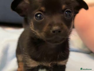 Mixed Breed dogs Doxipoo puppy - Advert 2