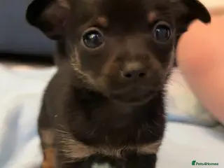 Mixed Breed dogs Doxipoo puppy - Advert 17