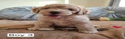 Cavapoo dogs for sale: Outstanding Cavapoo Puppies  - Advert 13