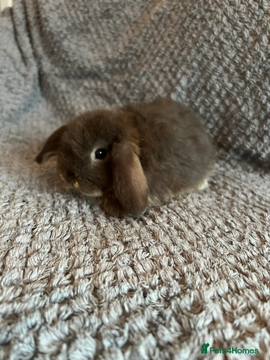 Mini Lop rabbits for sale: Mini Lops available from this weekend  - Advert 1