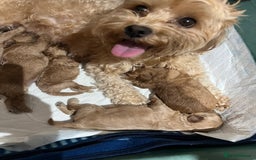 Mixed Breed dogs for sale: Gorgeous Malshipoo puppies  - Image 8
