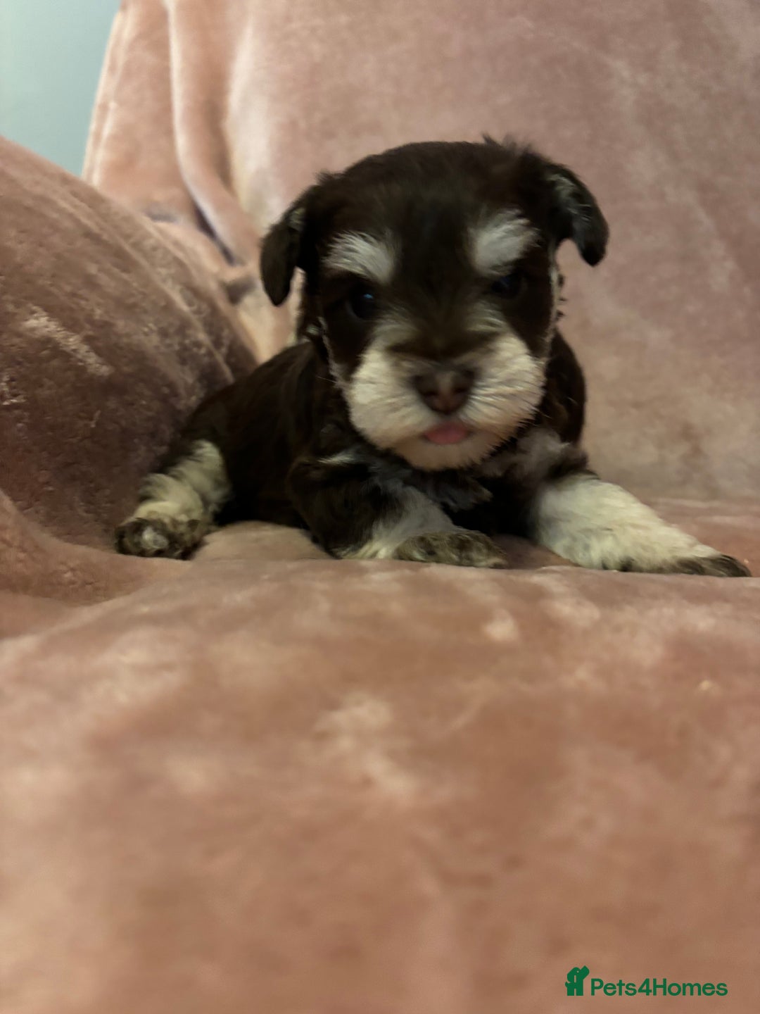 Miniature Schnauzer dogs for sale: 💕 stunning miniature schnauzer puppies💕 - Advert 3