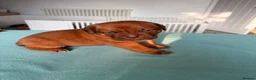 Dogue De Bordeaux dogs for sale: Stunning KC Dogue de Bordeaux Puppies - Advert 19