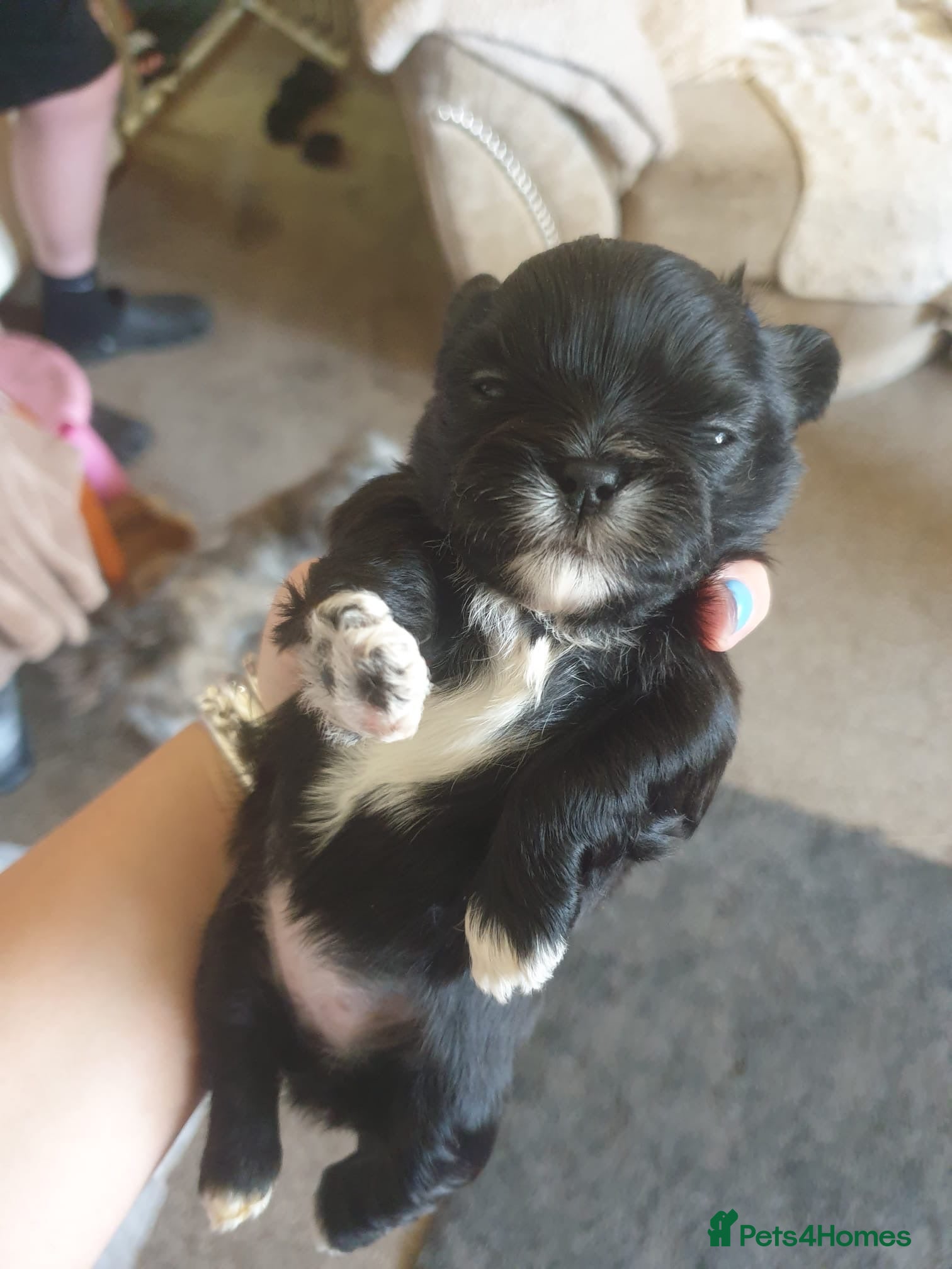 Shih Tzu Puppy 2