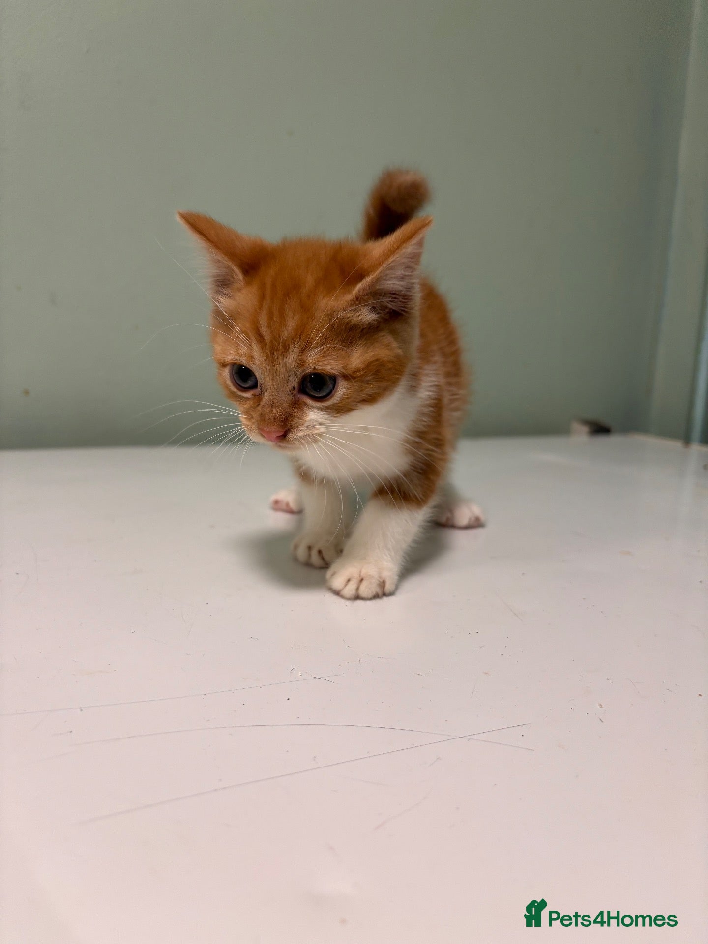 Mixed Breed cats Kittens for sale- ready to go  - Advert 11