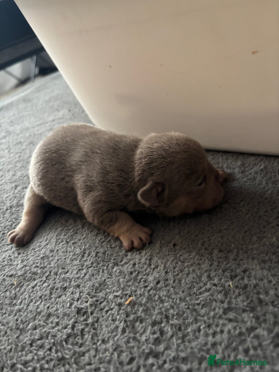Mixed Breed dogs for sale: French bulldog X English bulldog  - Image 10
