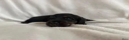 Miniature Dachshund dogs for sale: Stunning KC Reg Long-Haired Mini Dachshund Puppies in Sheffield - Advert 6
