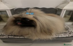 Pekingese dogs for stud: Kc registered Pekingese for stud duties in Truro - Image 1