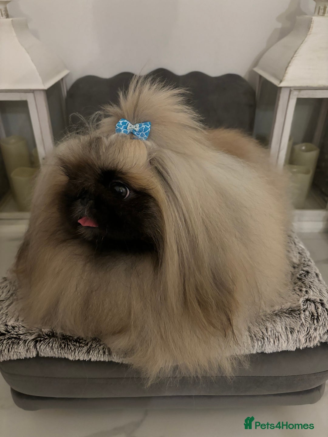 Pekingese dogs for stud: Kc registered Pekingese for stud duties in Truro - Image 1