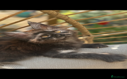 Maine Coon cats for sale: Stunning Black Smoke TiCA kittens  - Image 3
