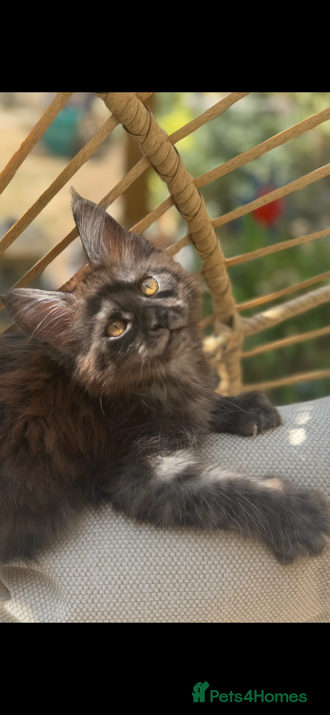 Maine Coon cats for sale: Stunning Black Smoke TiCA kittens  - Image 3