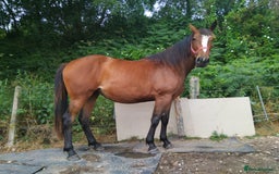 Irish Sports horses for sale: 3yr old ISH filly - Image 2